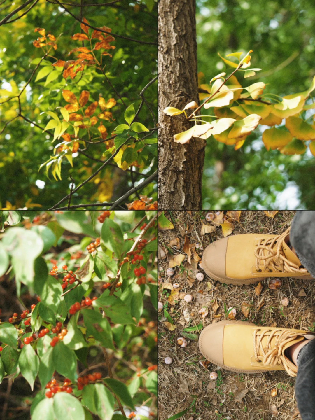 秋日浓度播报|邢台赏秋绝美地点大公开!