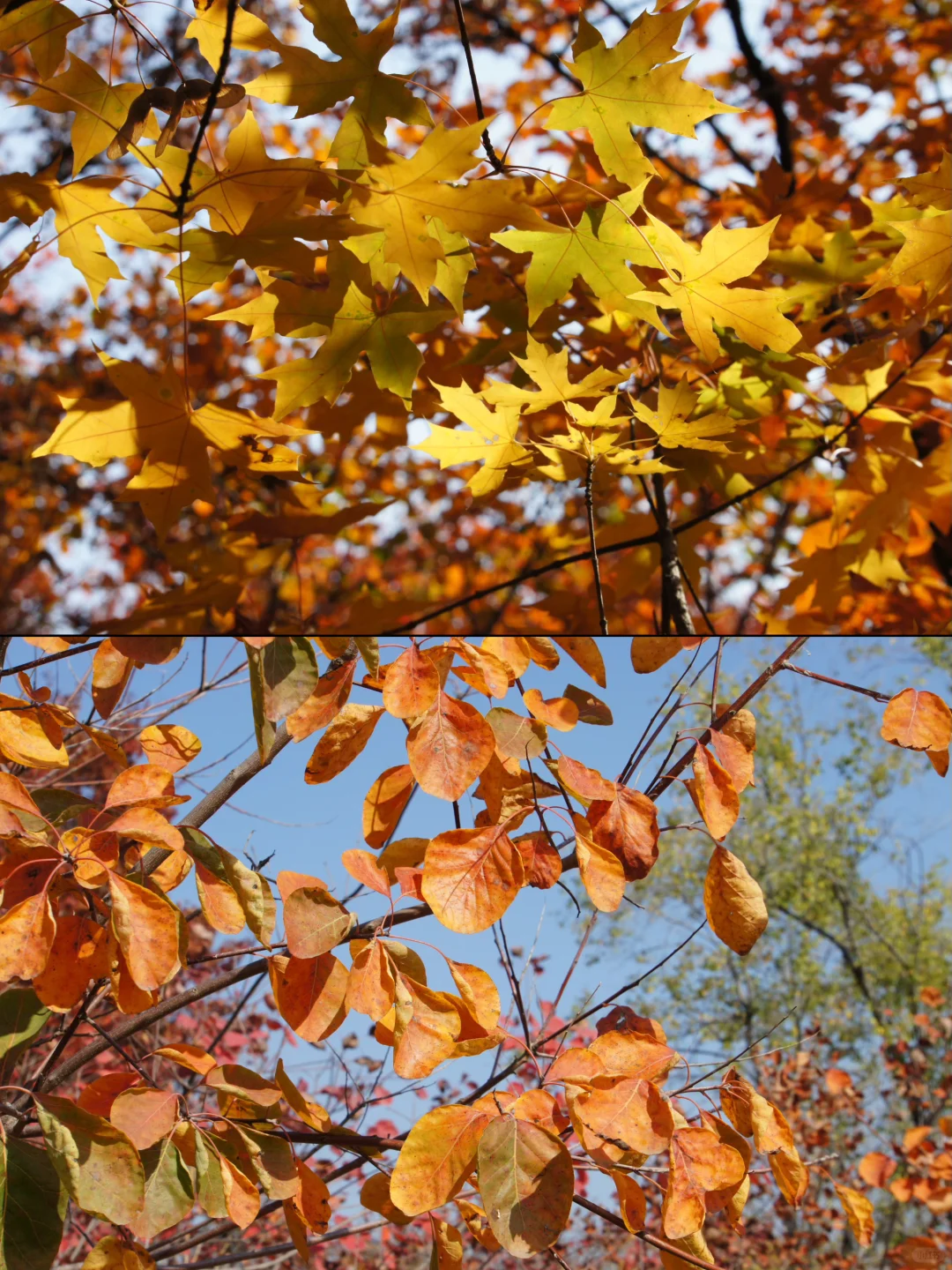 栾卸银杏林11.2实况|最是一年秋好处