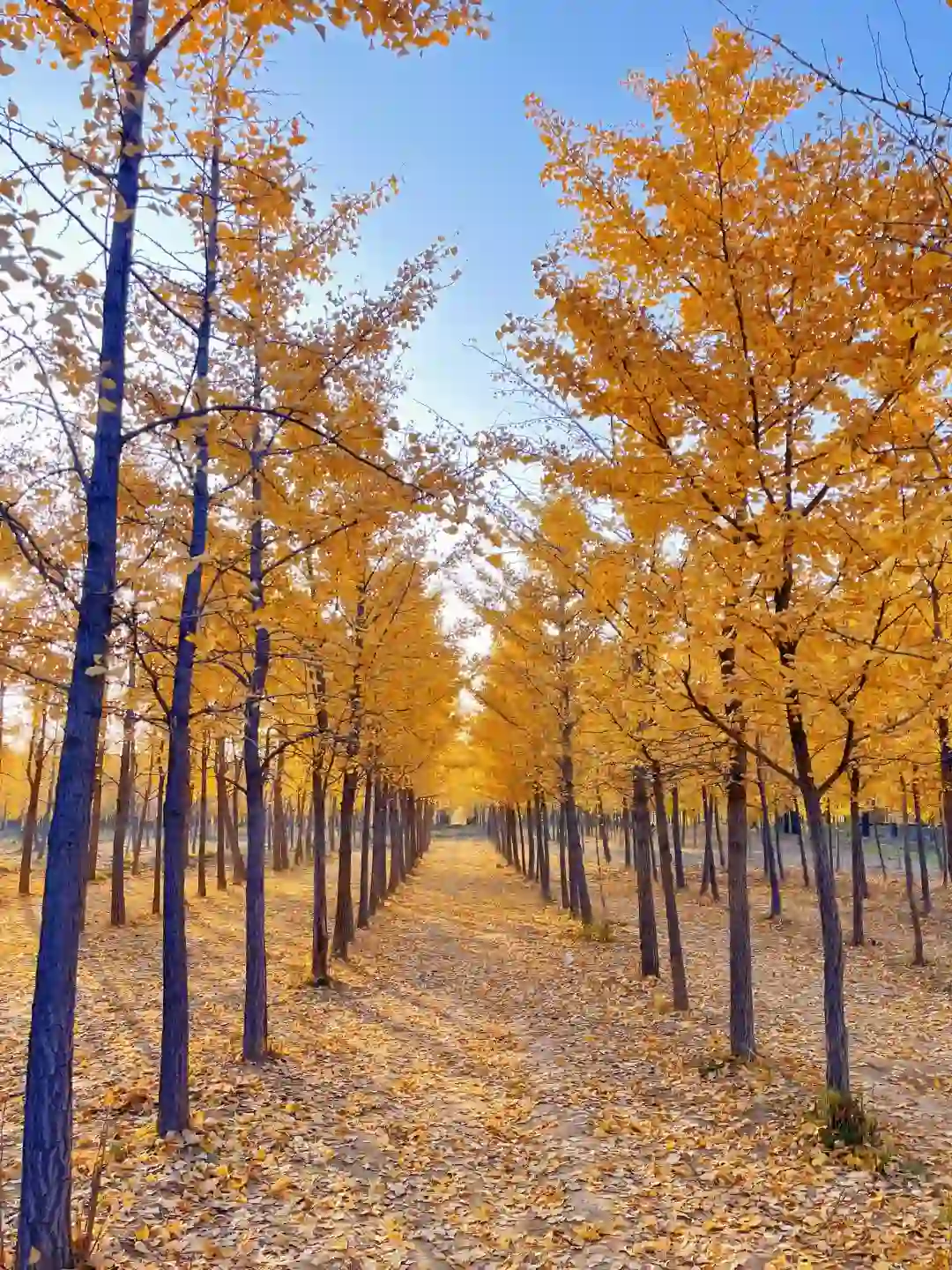 银杏已经全黄！免费！石家庄周边超绝银杏林