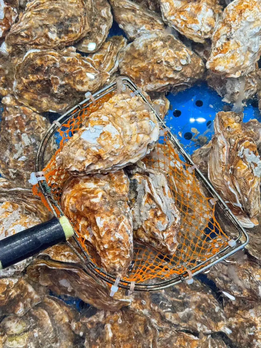 迄今为止，我最喜欢的城市出现了！！！