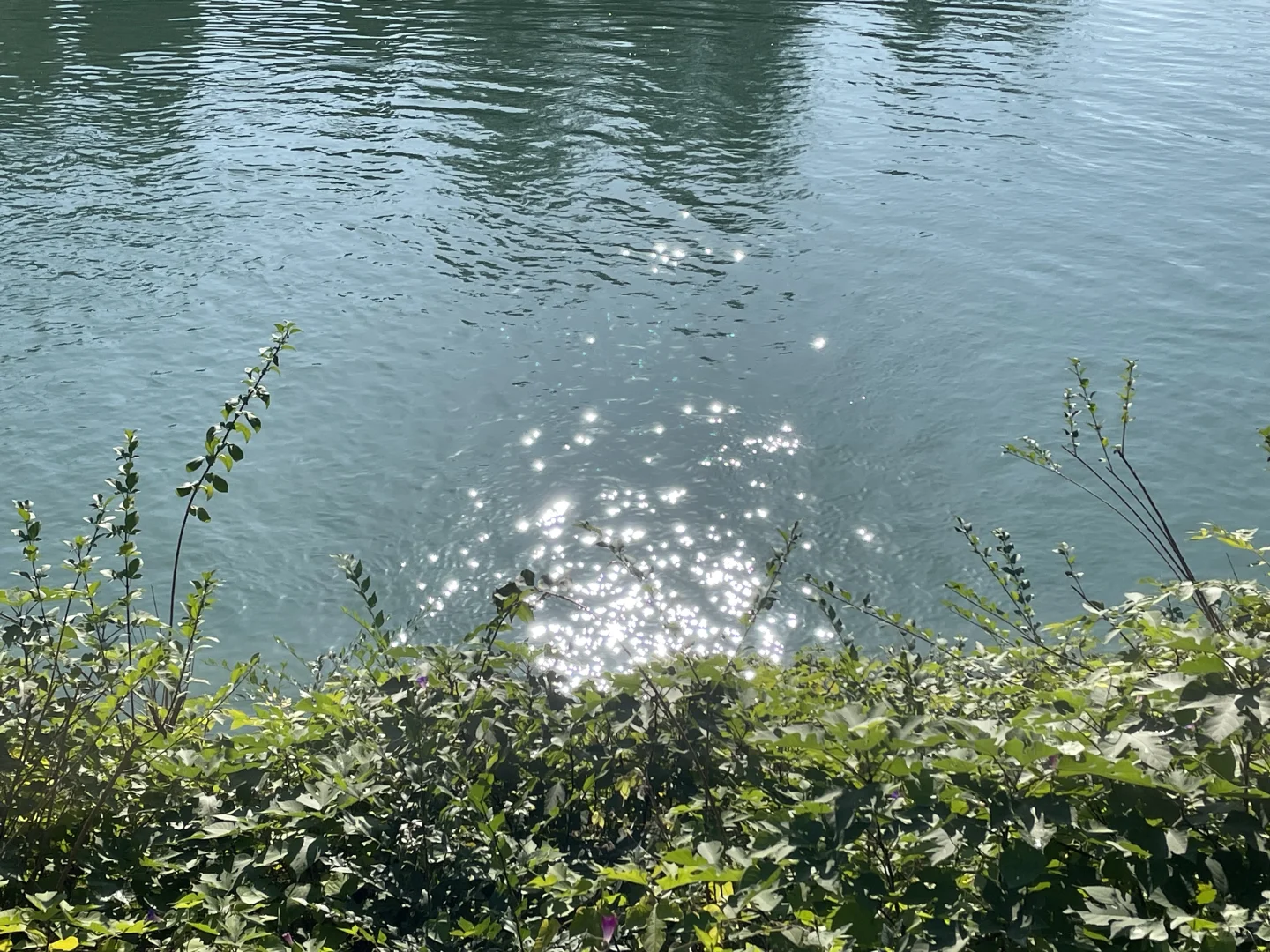 栾卸银杏林11.2实况|最是一年秋好处