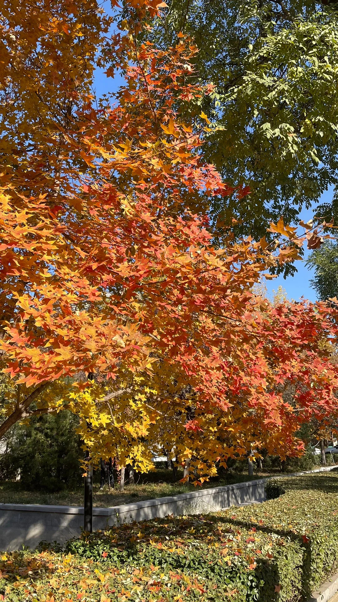 秋日浓度播报|邢台赏秋绝美地点大公开!