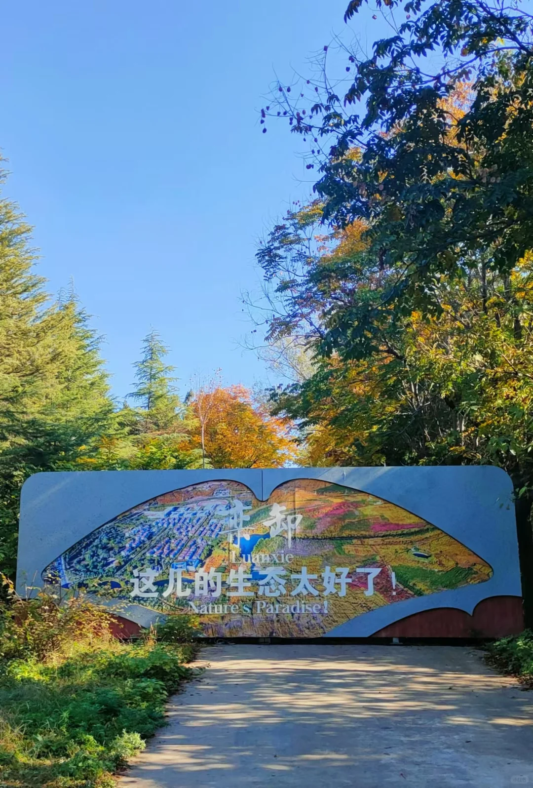 栾卸银杏林11.2实况|最是一年秋好处