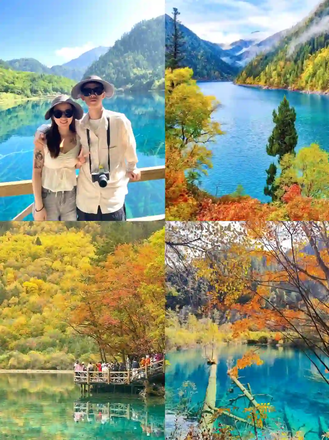 11.2📍九寨沟已回🔥彩林已到巅峰,附攻略