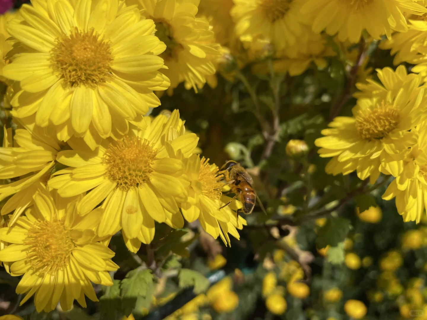 栾卸银杏林11.2实况|最是一年秋好处