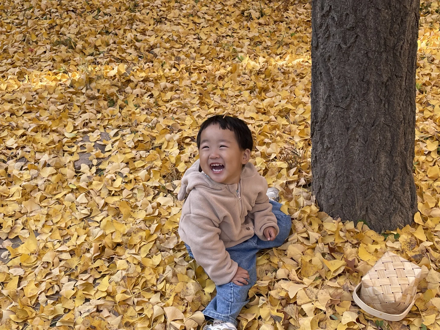 栾卸银杏林11.2实况|最是一年秋好处