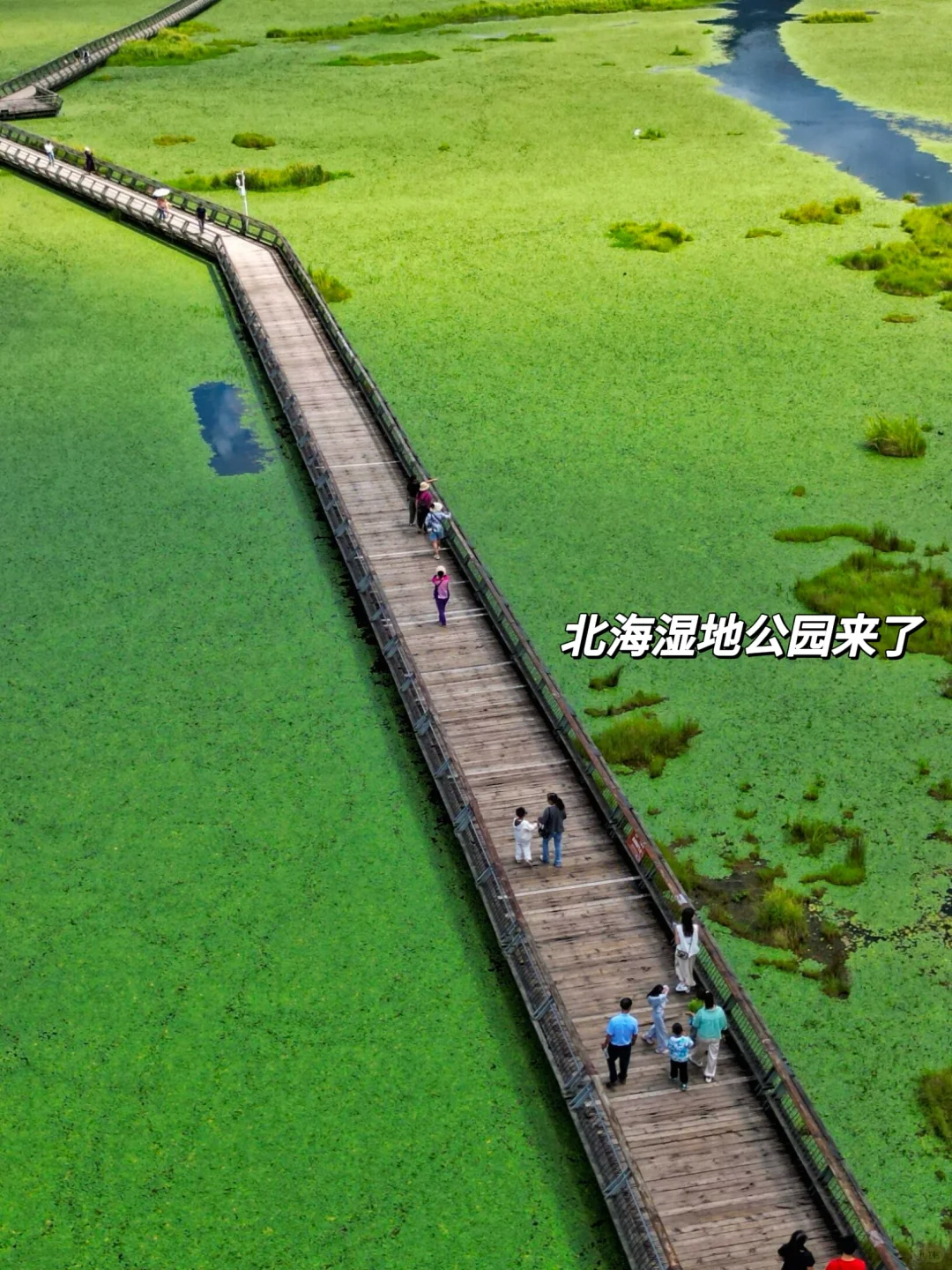 11-12月一定要里腾冲!!国内最大银杏古村🥹