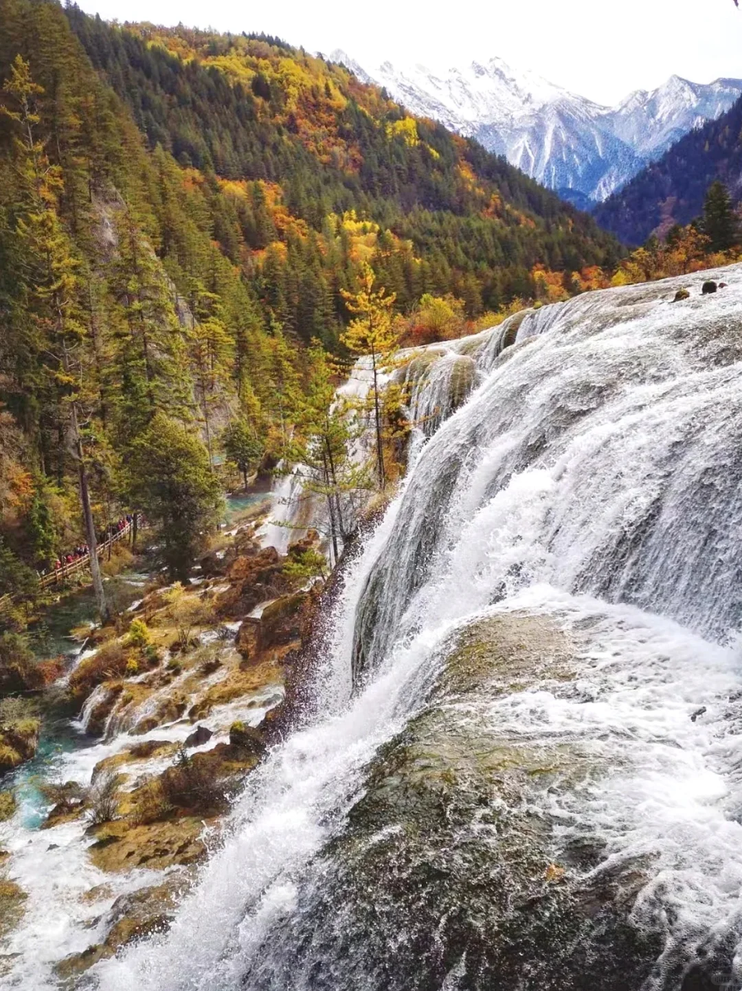 11.2📍九寨沟已回🔥彩林已到巅峰,附攻略