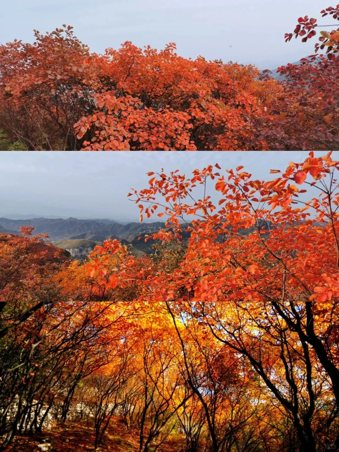 秋日浓度播报|邢台赏秋绝美地点大公开!