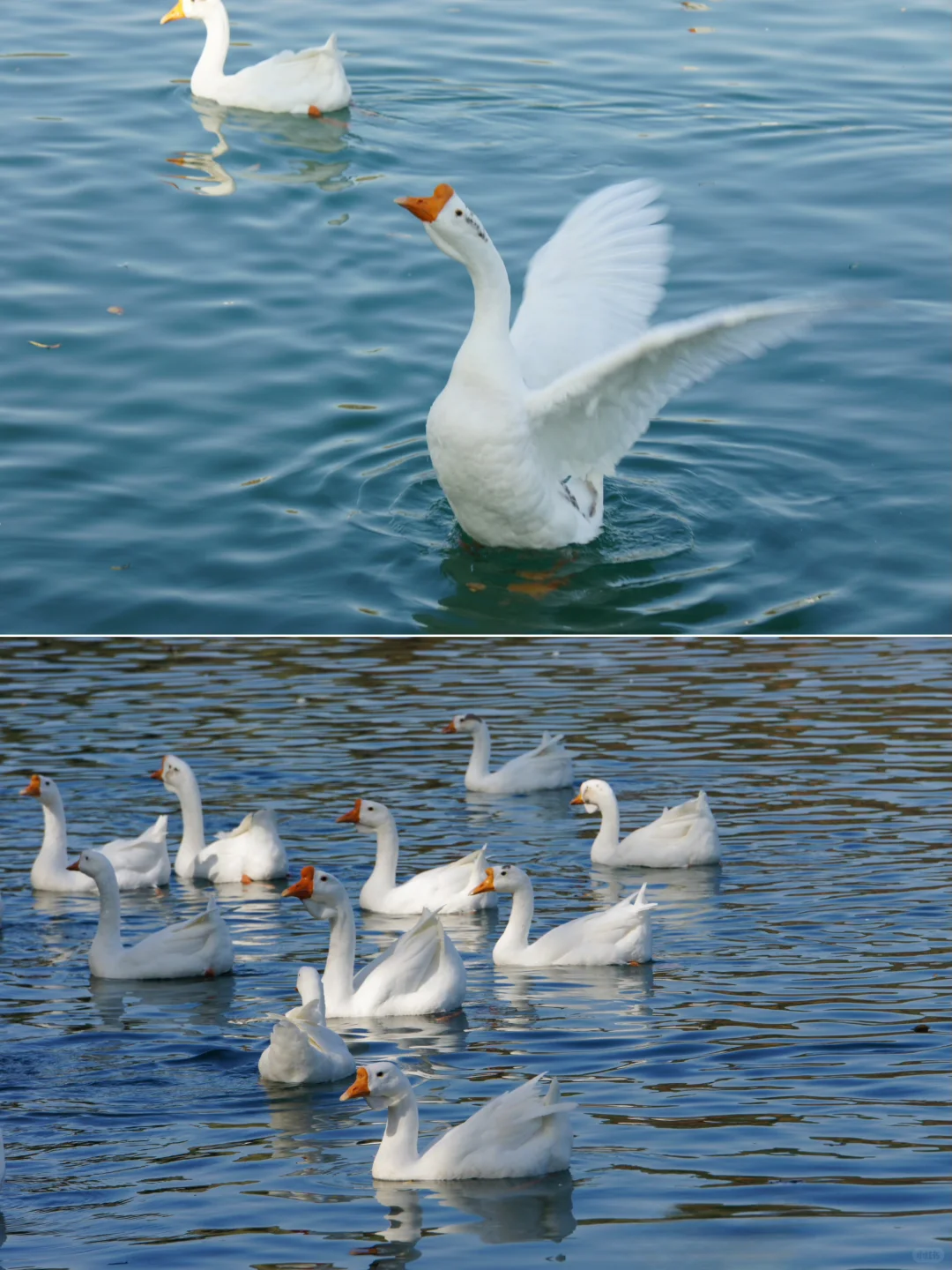 栾卸银杏林11.2实况|最是一年秋好处