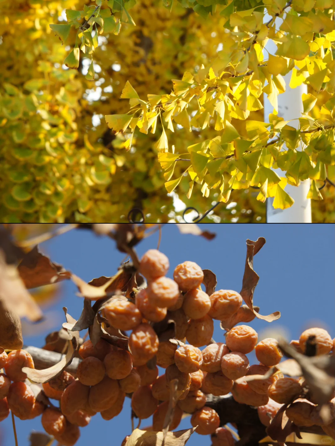 栾卸银杏林11.2实况|最是一年秋好处