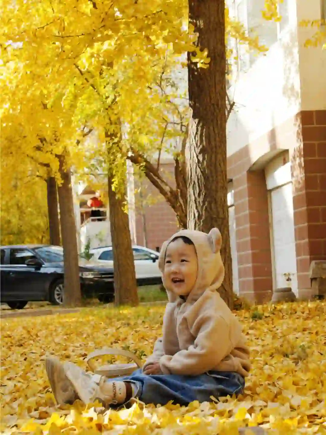 栾卸银杏林11.2实况|最是一年秋好处