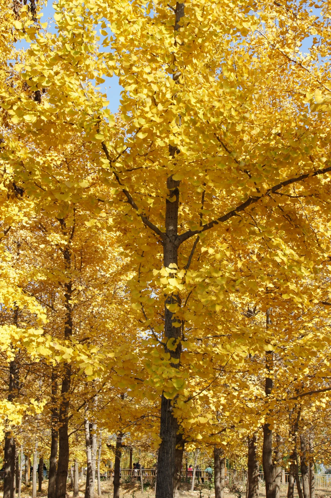 栾卸银杏林11.2实况|最是一年秋好处