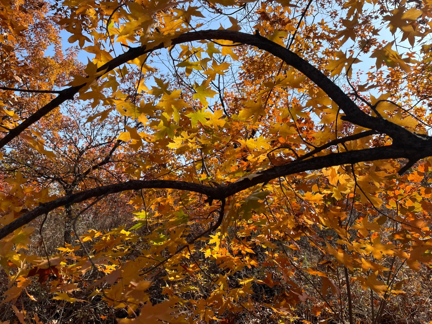 栾卸银杏林11.2实况|最是一年秋好处