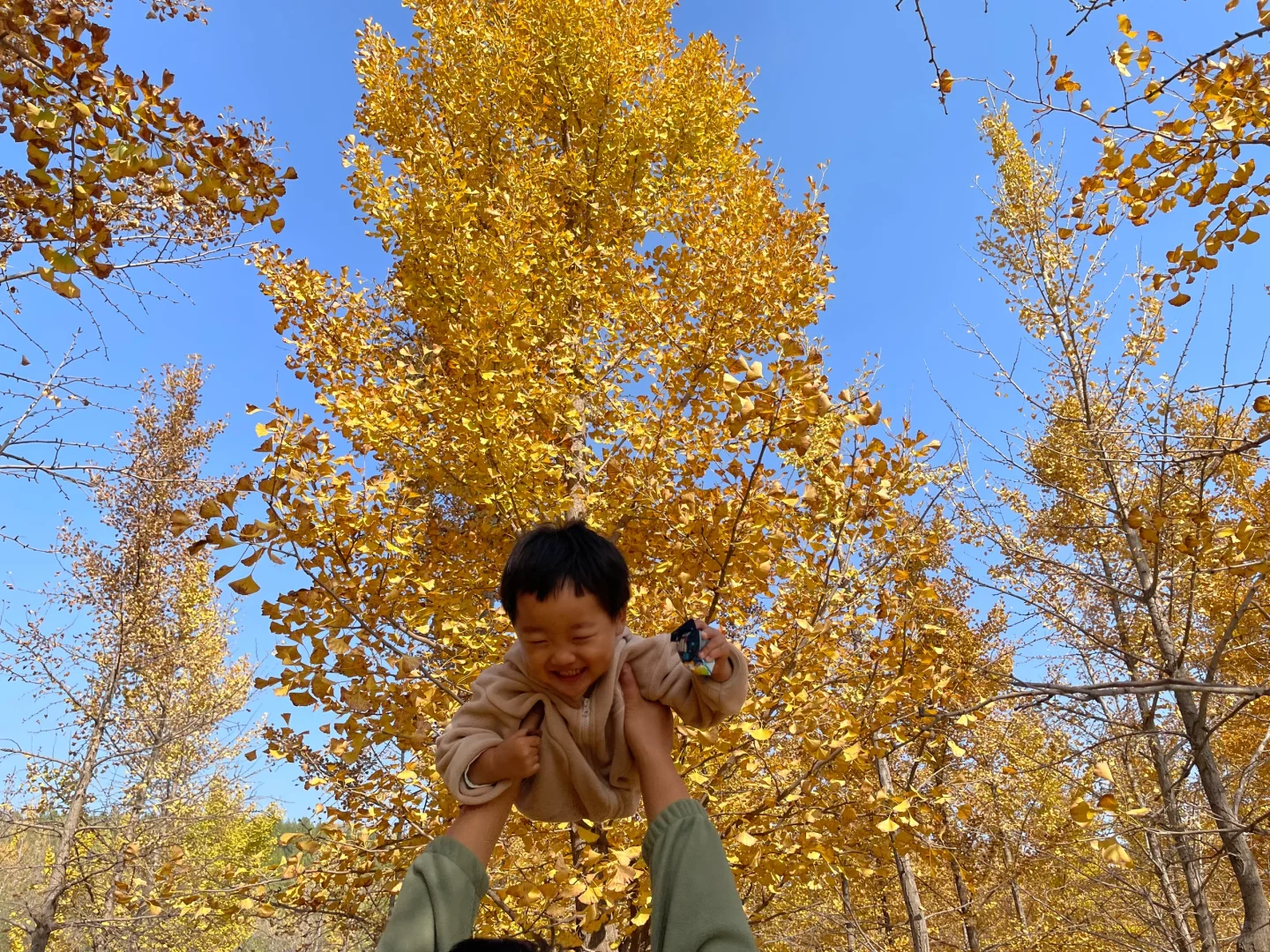 栾卸银杏林11.2实况|最是一年秋好处