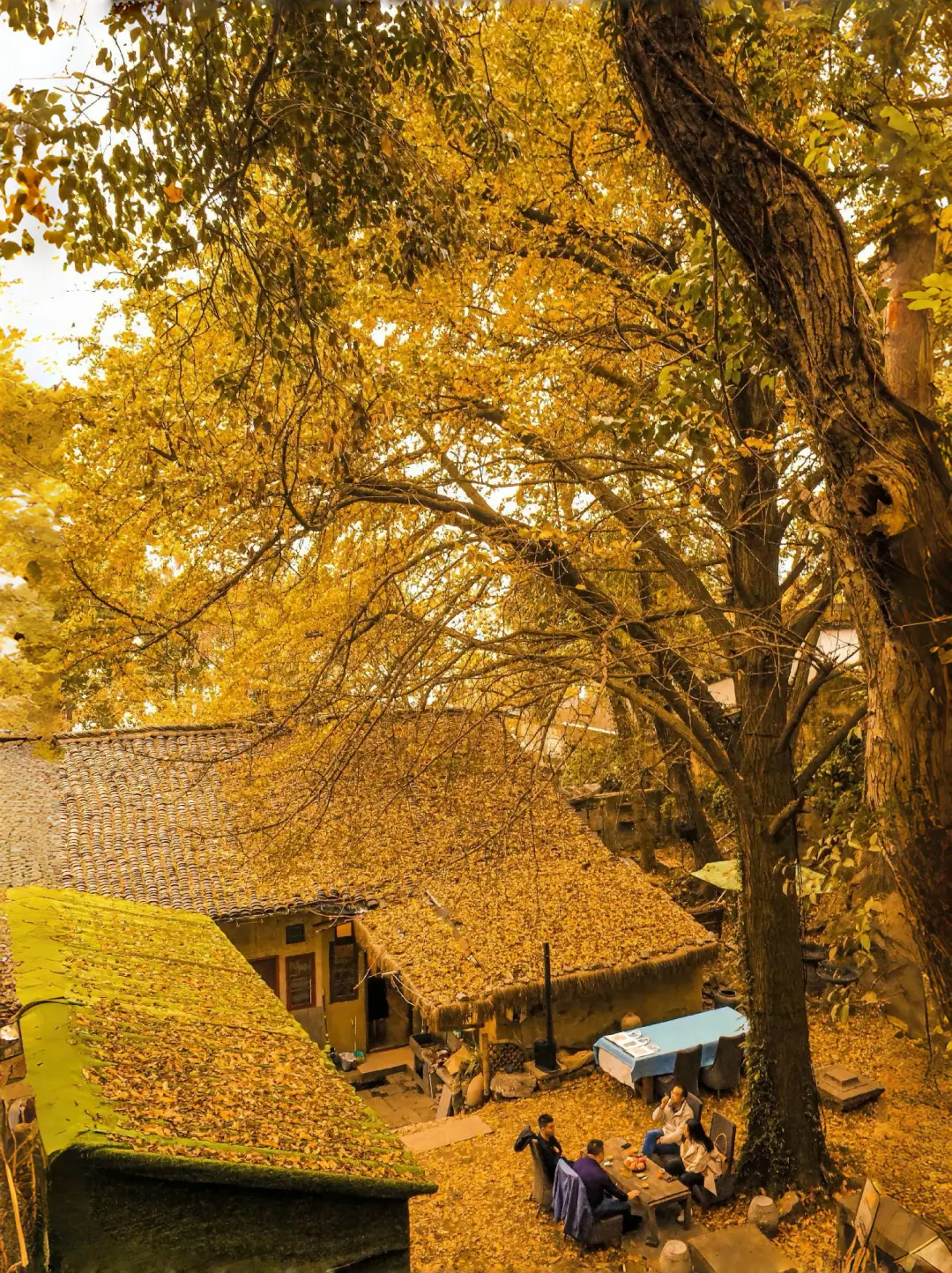 11-12月一定要里腾冲!!国内最大银杏古村🥹