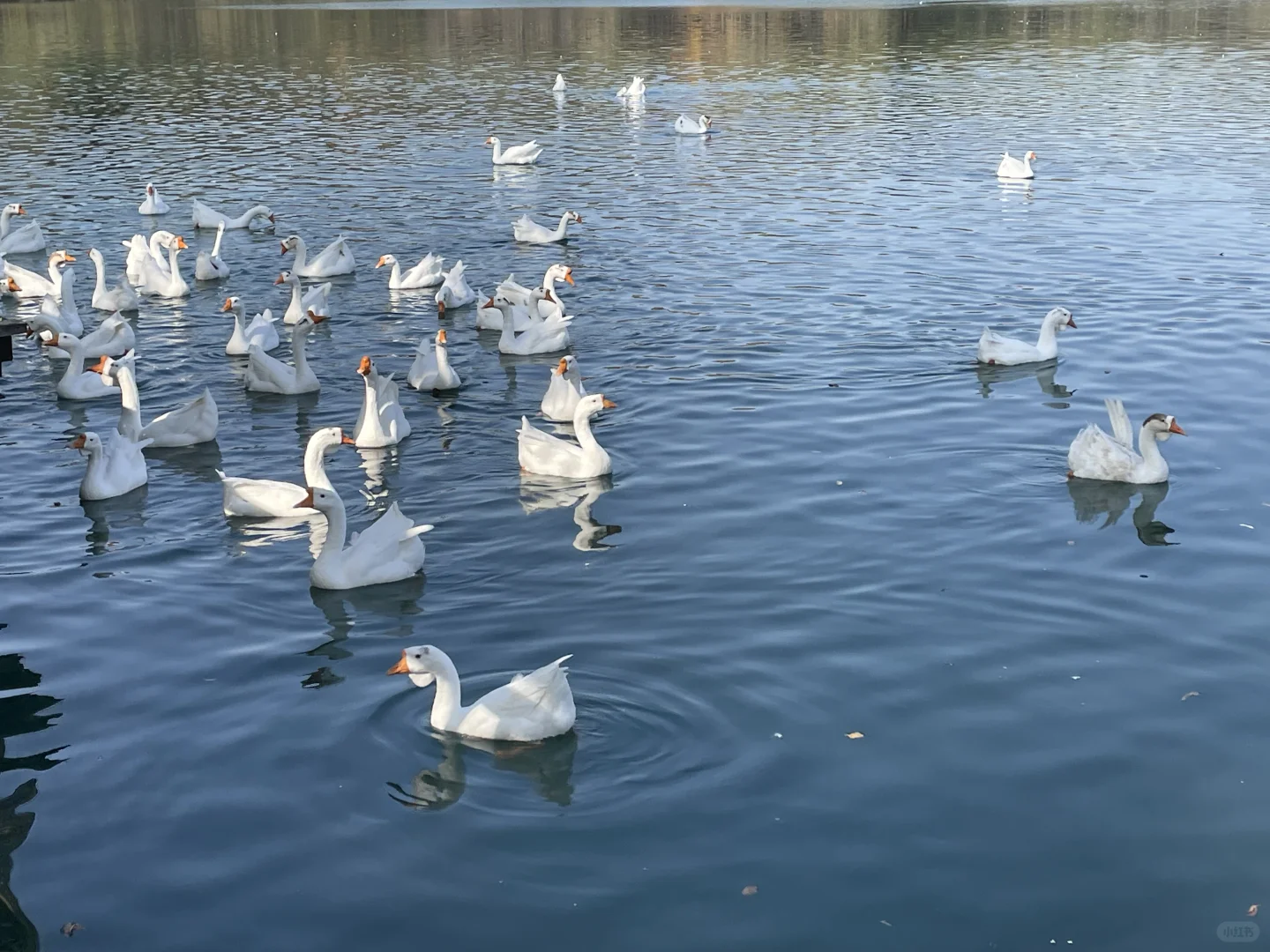 栾卸银杏林11.2实况|最是一年秋好处