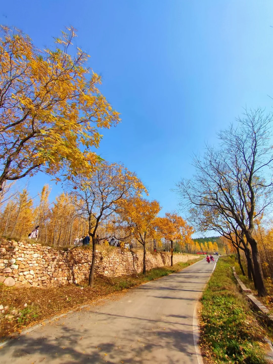 11.2实况，栾卸的银杏已经next level……