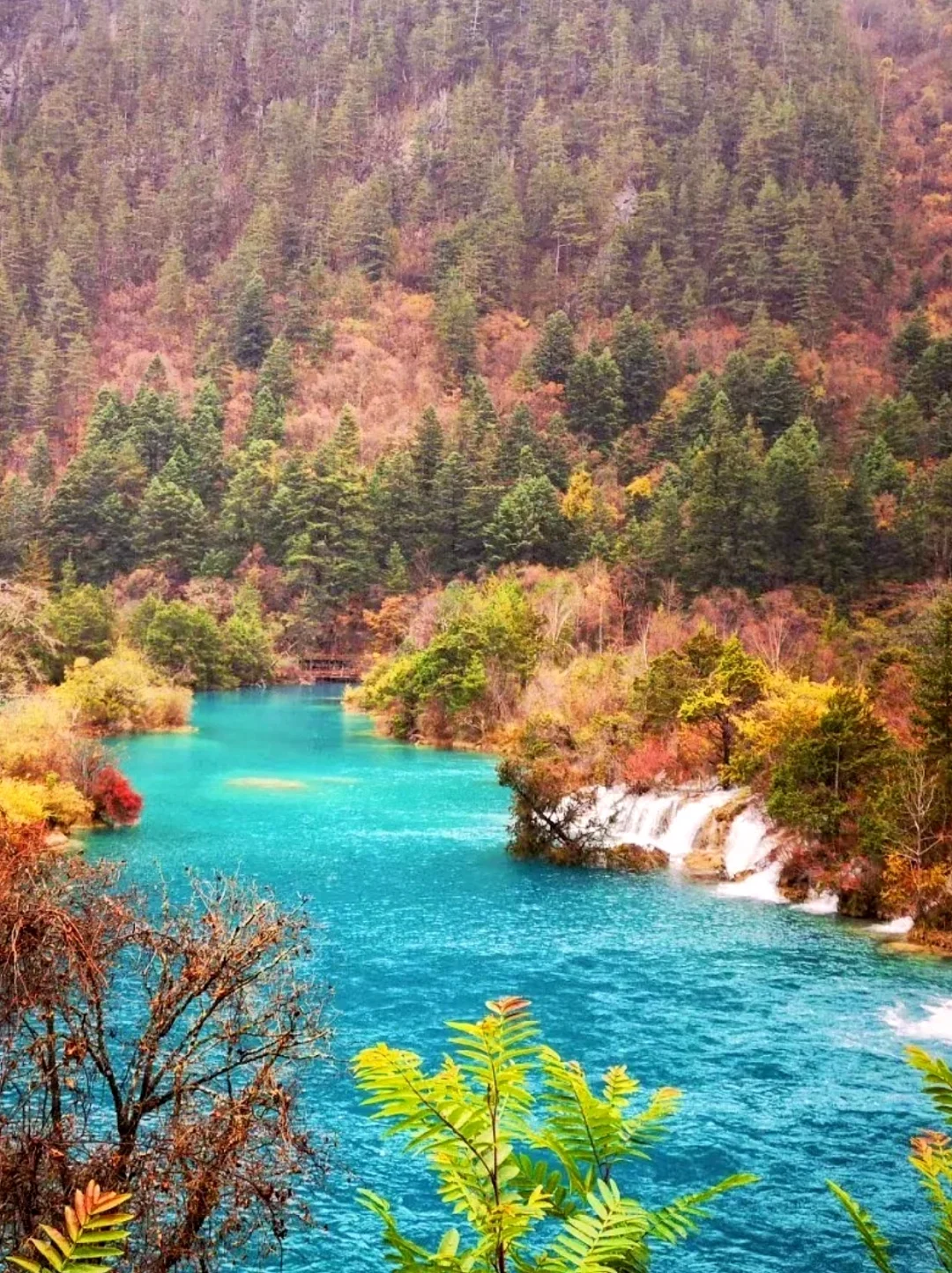 11.2📍九寨沟已回🔥彩林已到巅峰,附攻略