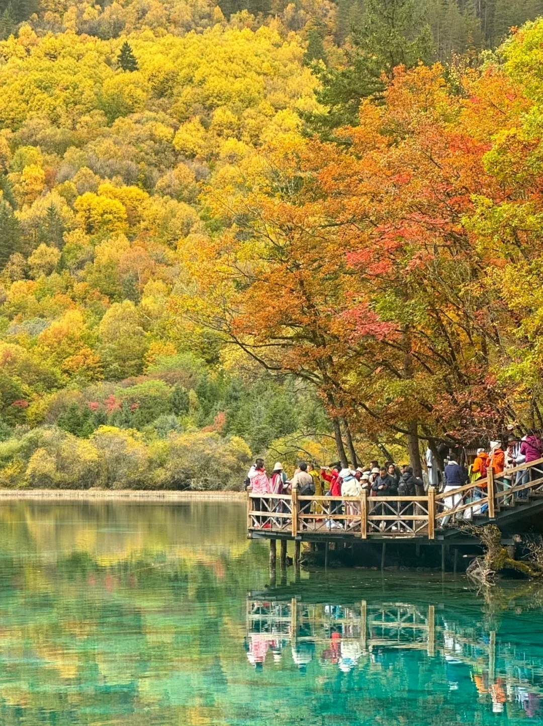 11.2📍九寨沟已回🔥彩林已到巅峰,附攻略