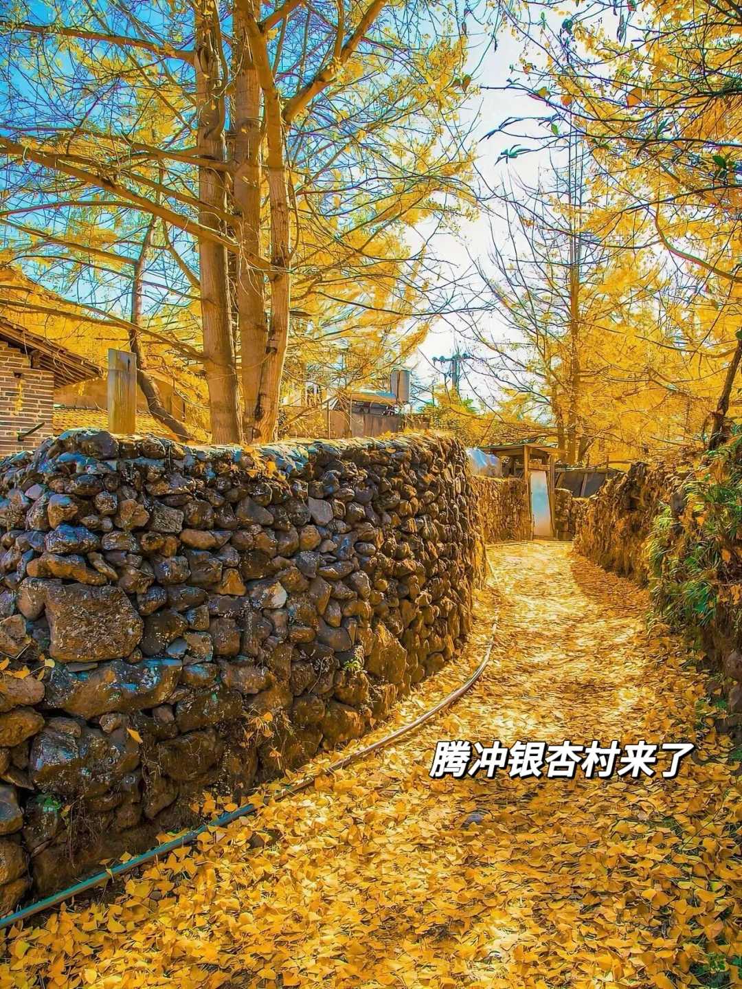 11-12月一定要里腾冲!!国内最大银杏古村🥹