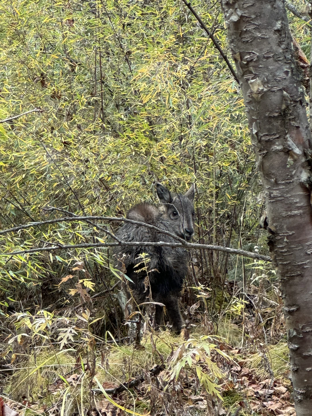 11月1日九寨沟实景