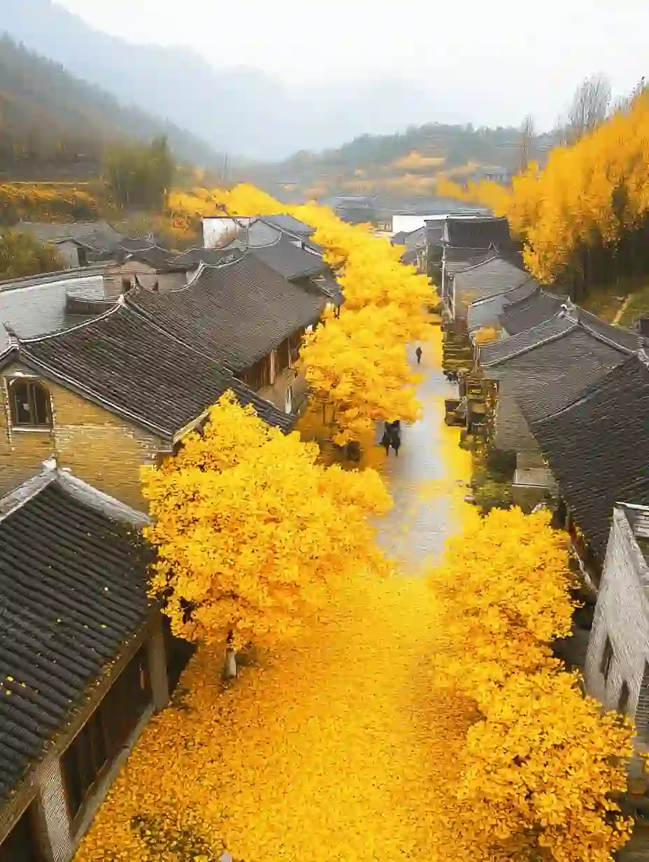 11-12月一定要里腾冲!!国内最大银杏古村🥹