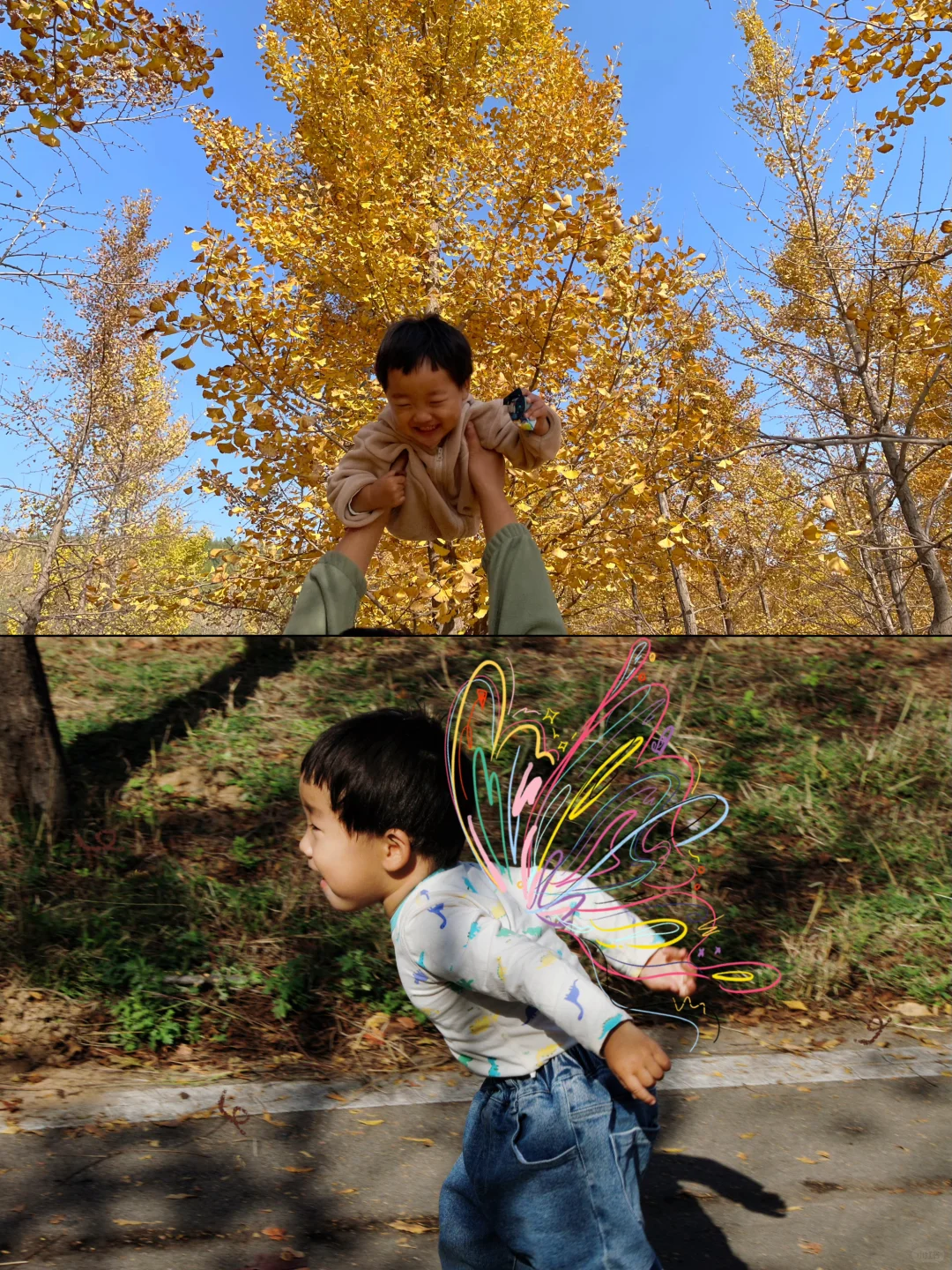 栾卸银杏林11.2实况|最是一年秋好处