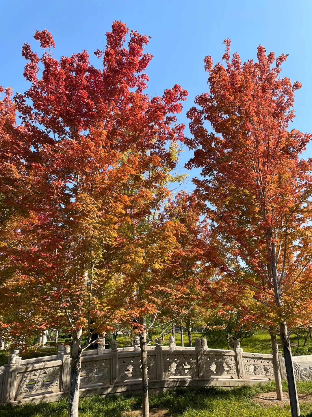 秋日浓度播报|邢台赏秋绝美地点大公开!