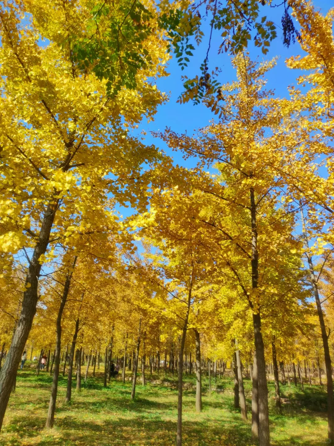 栾卸银杏林11.2实况|最是一年秋好处