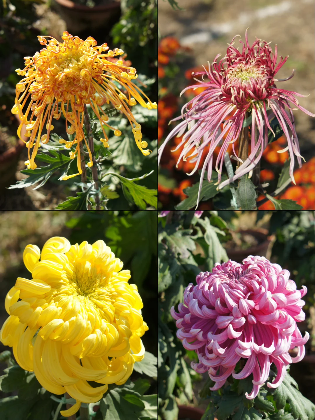 栾卸银杏林11.2实况|最是一年秋好处