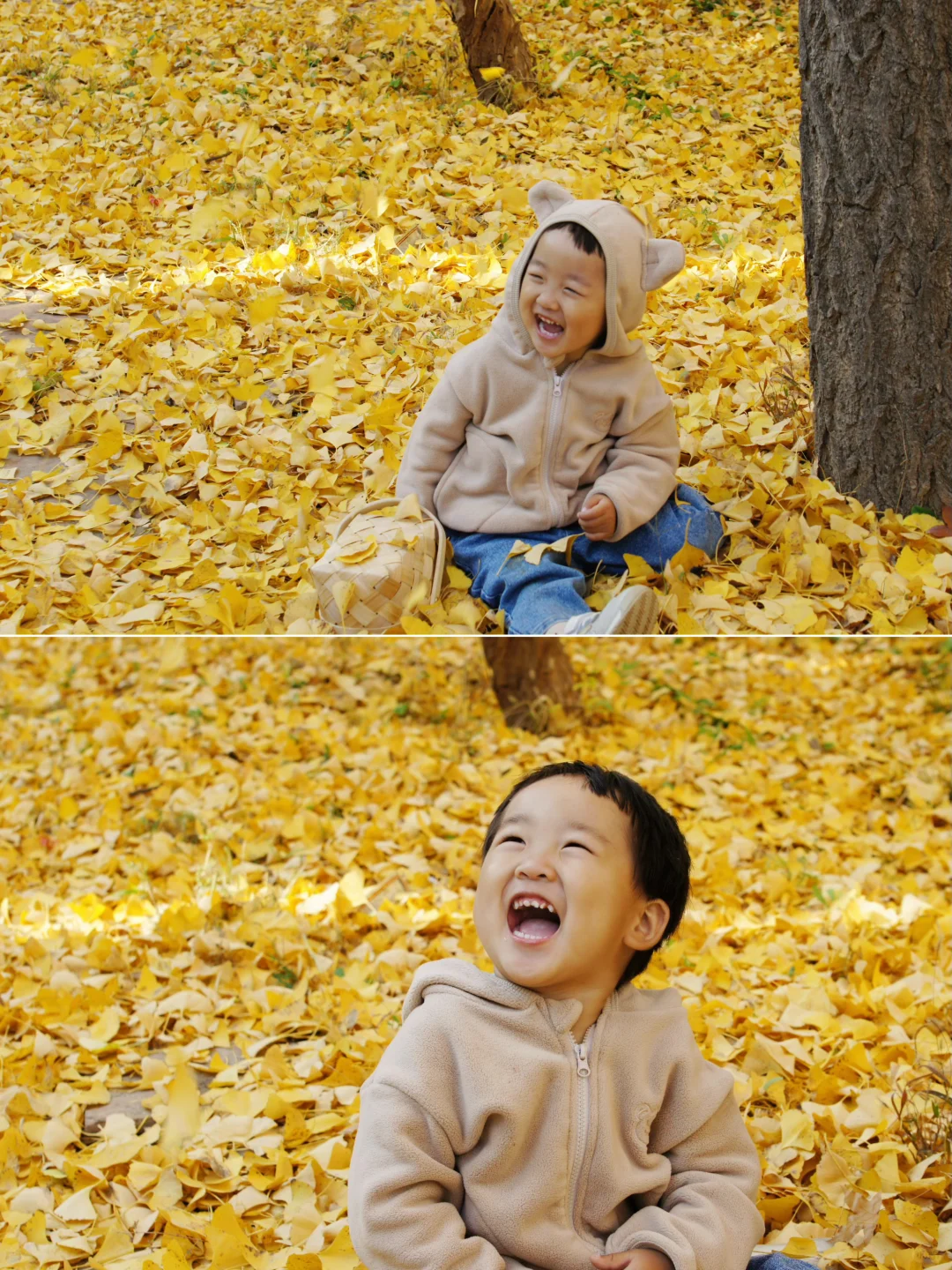 栾卸银杏林11.2实况|最是一年秋好处