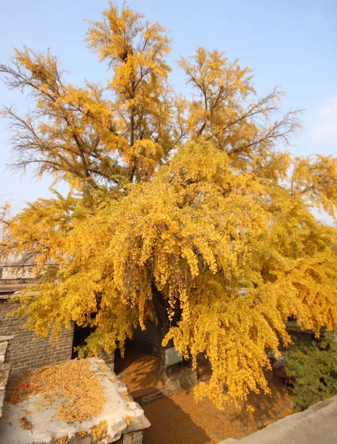 秋日浓度播报|邢台赏秋绝美地点大公开!