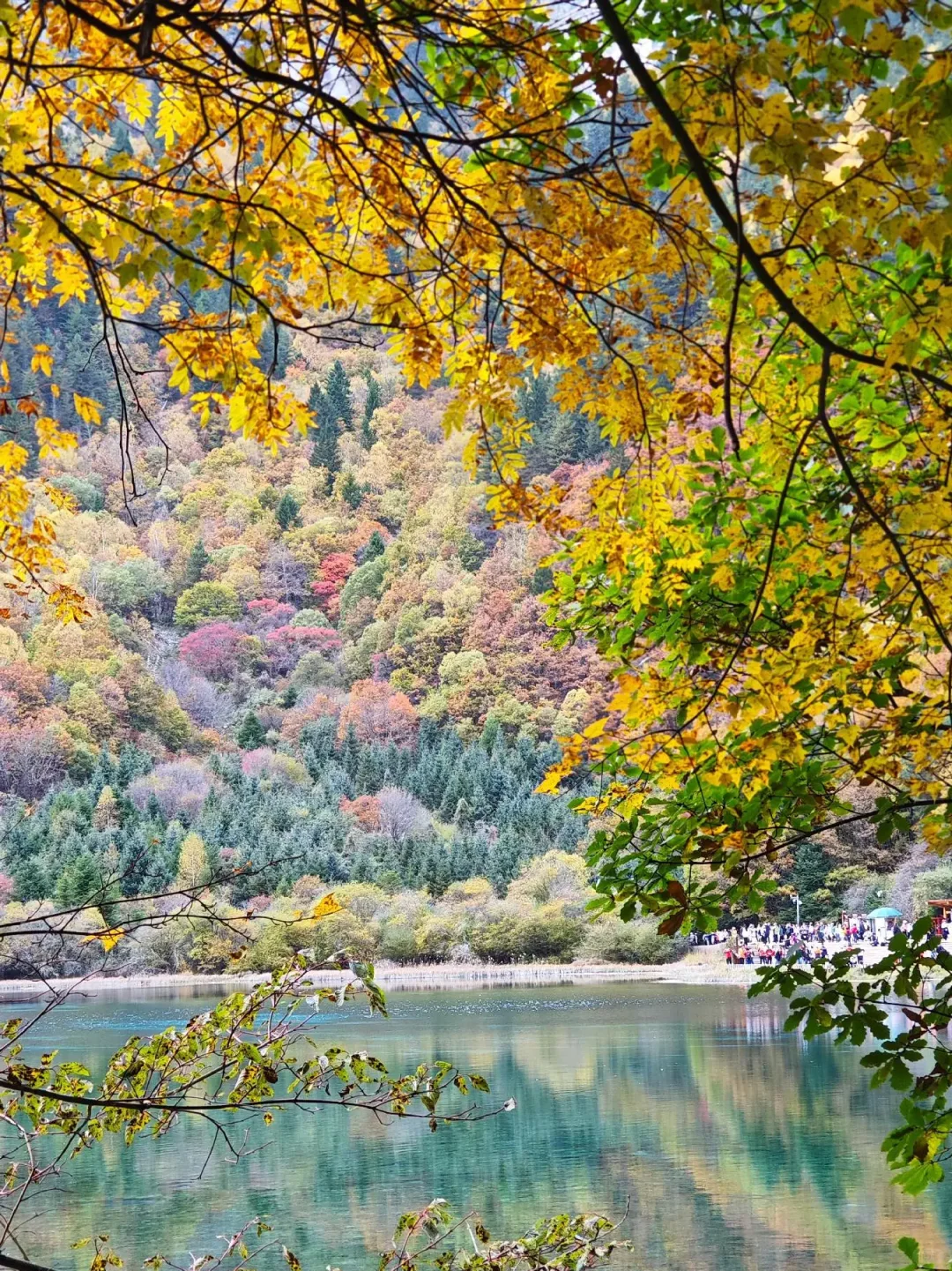 11.3九寨沟已回，看彩林的姐妹来听劝