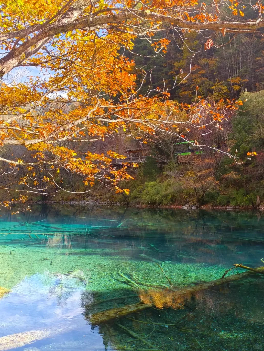 11.3九寨沟已回，看彩林的姐妹来听劝