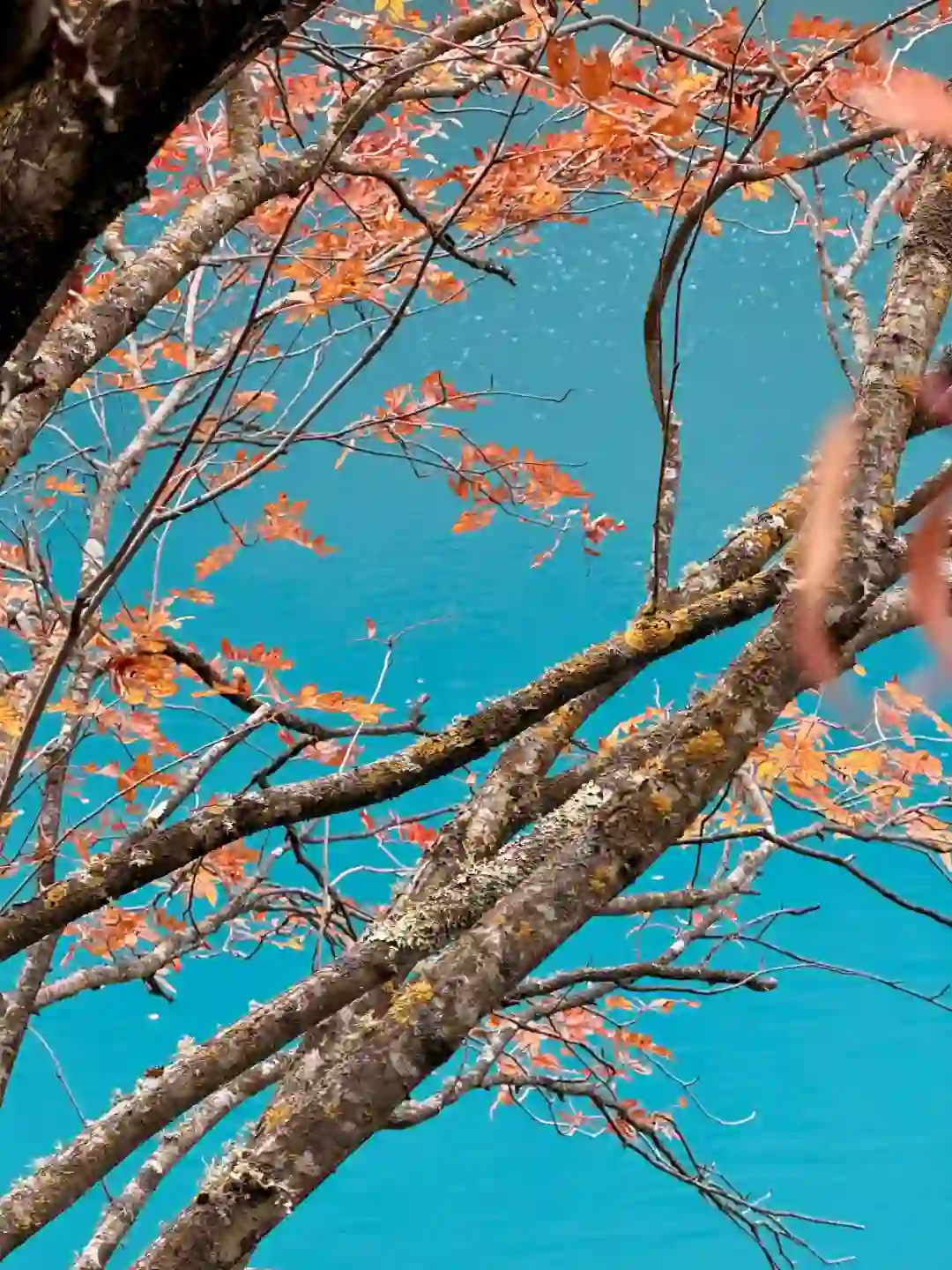 秋天的九寨沟,我想说一万句“ 值得!”