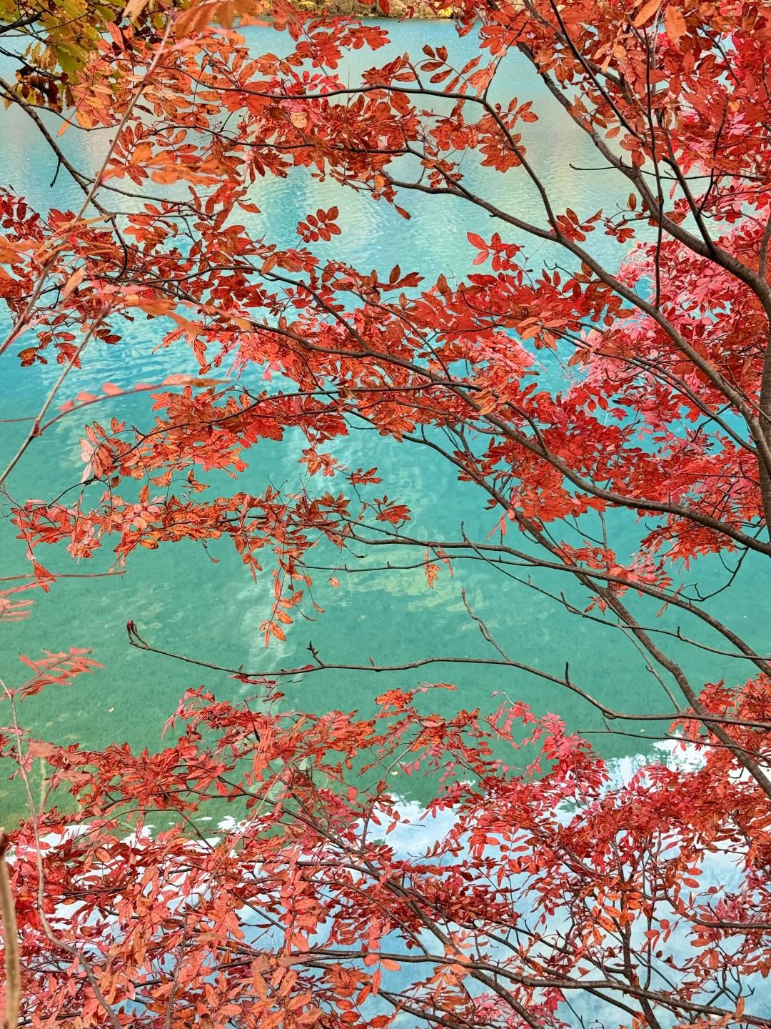 秋天的九寨沟,我想说一万句“ 值得!”