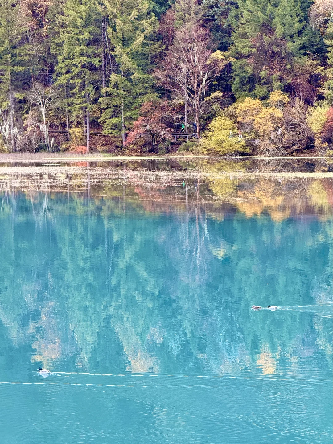 秋天的九寨沟,我想说一万句“ 值得!”