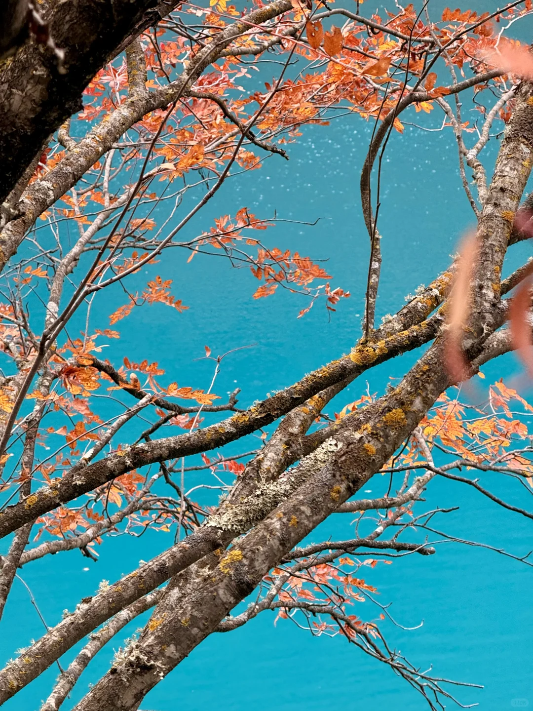 秋天的九寨沟,我想说一万句“ 值得!”