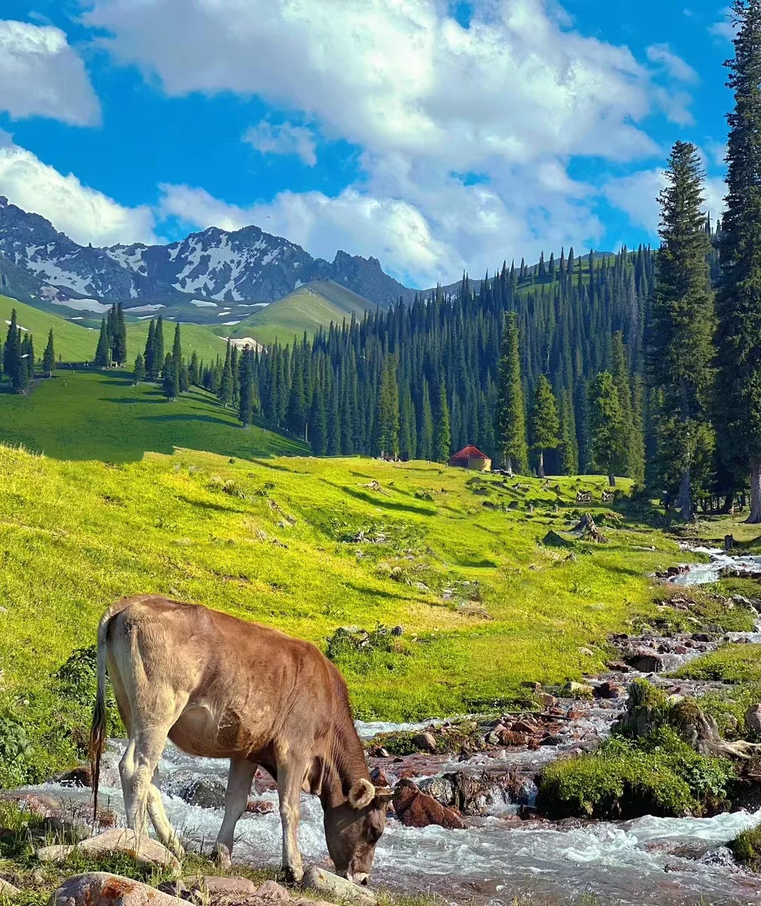 新疆旅游｜看这一篇就够了，快收藏⭐️