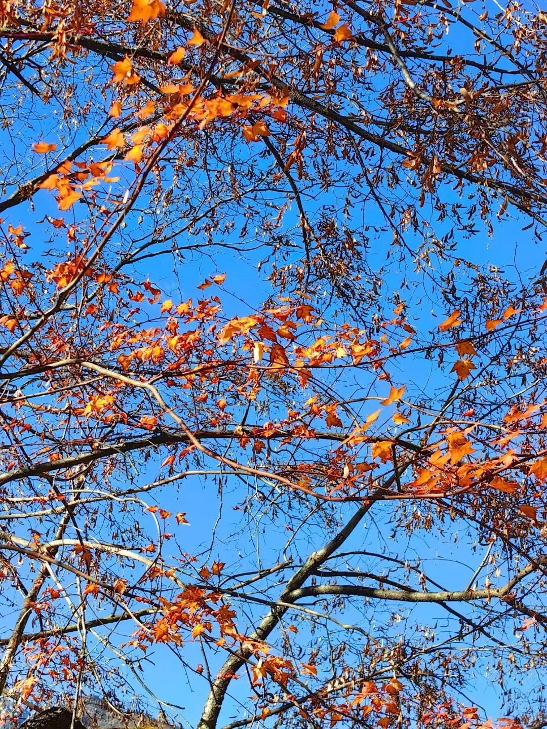 中国地理没有骗我｜秋天的九寨沟美如仙境