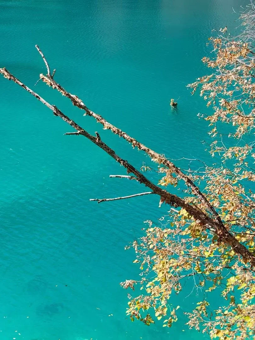 中国地理没有骗我｜秋天的九寨沟美如仙境