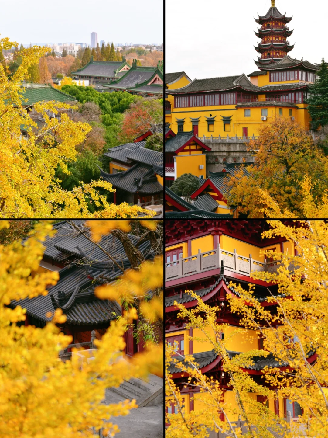 南京|11月底 不容错过的20个银杏机位推荐