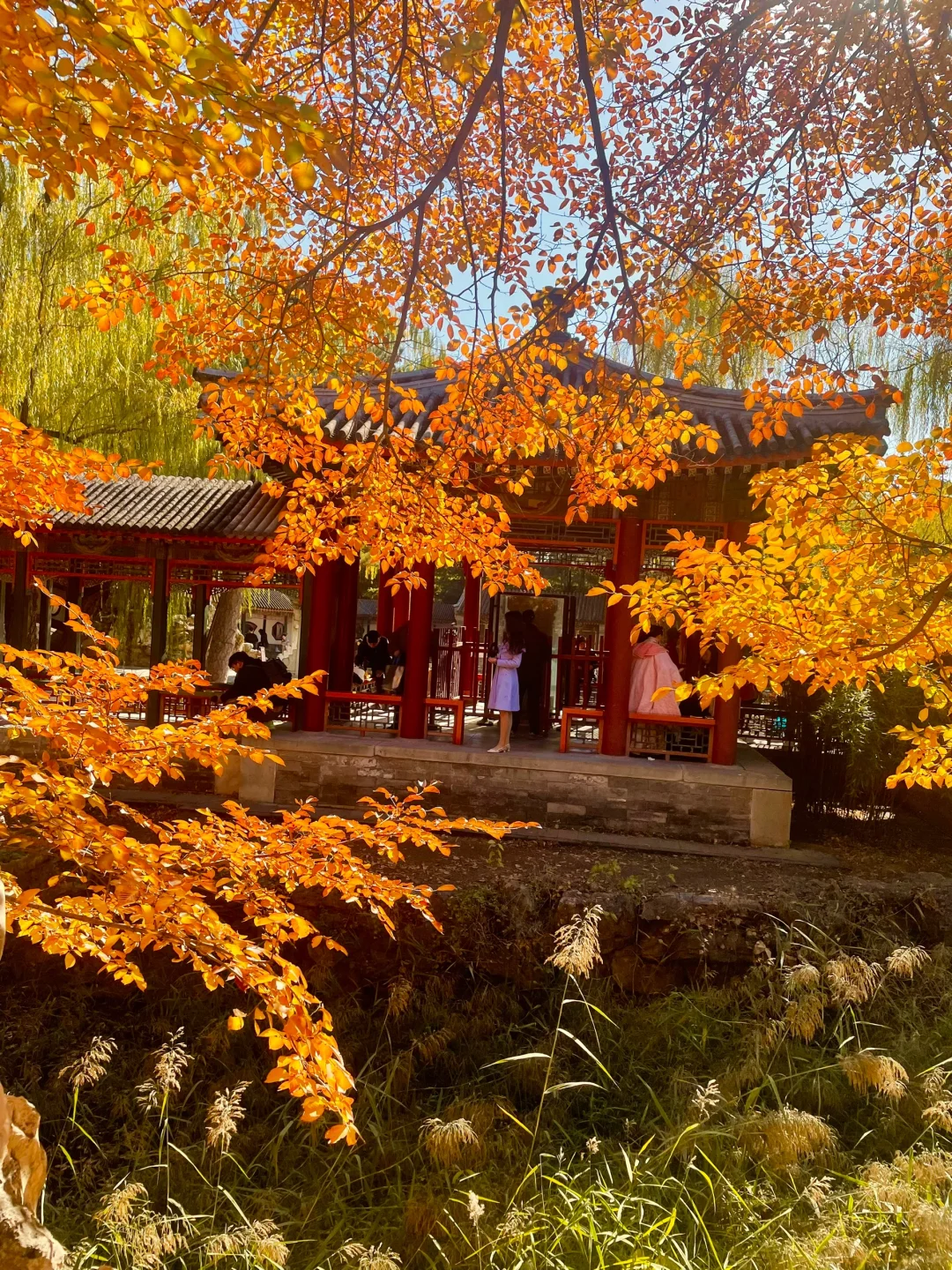 颐和园后湖📍11.5日实况🍂大风过后叶子还在
