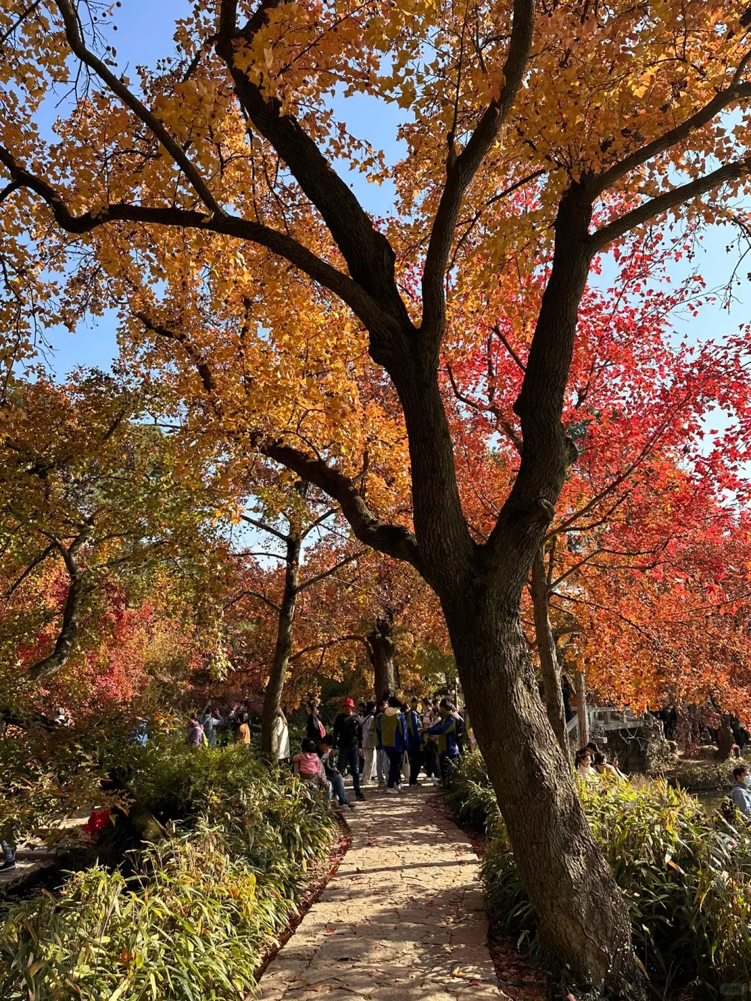 天平山旅游攻略 🍁