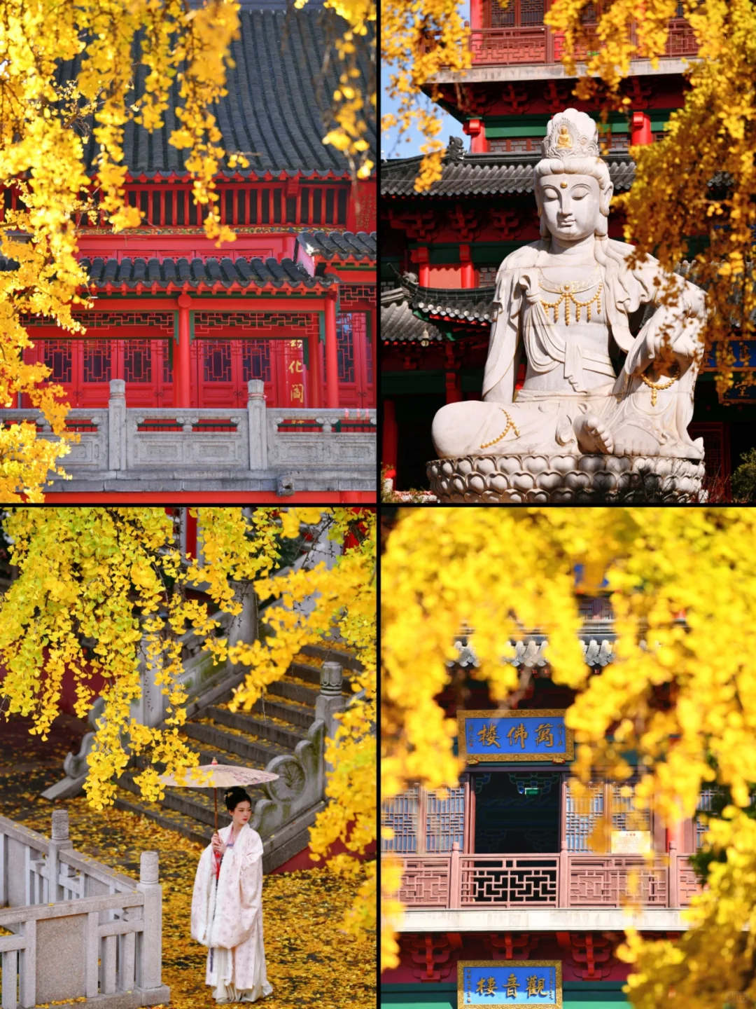 南京|11月底 不容错过的20个银杏机位推荐