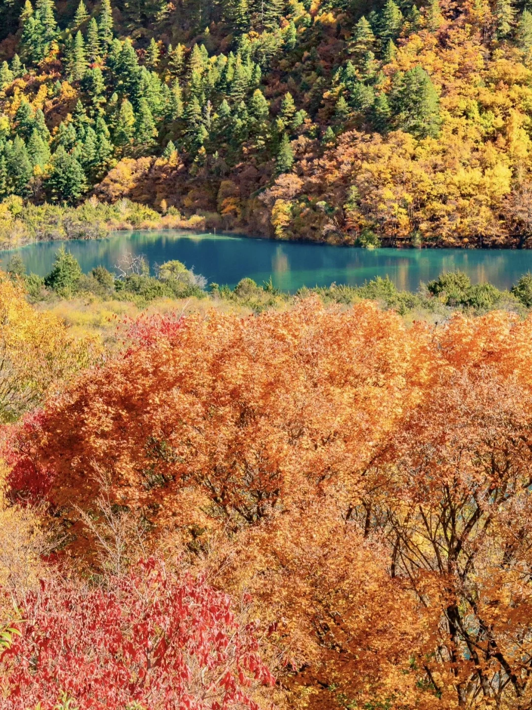 11.3📍九寨沟雪后实况，真心提醒姐妹们