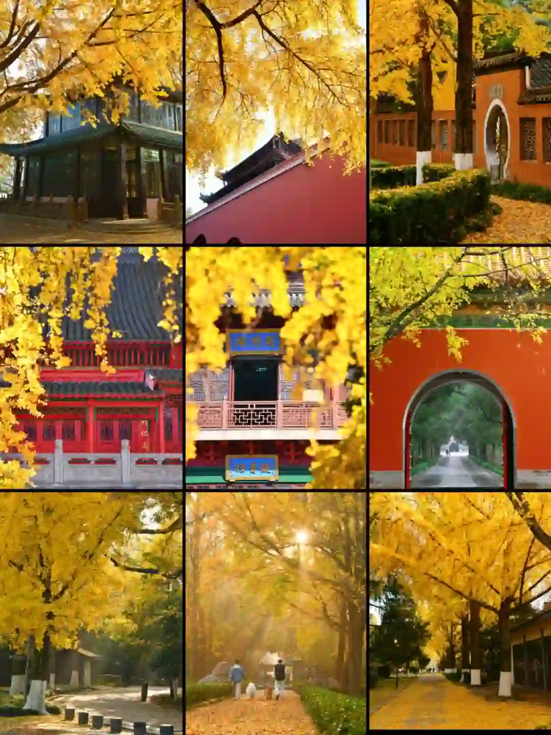 南京|11月底 不容错过的20个银杏机位推荐