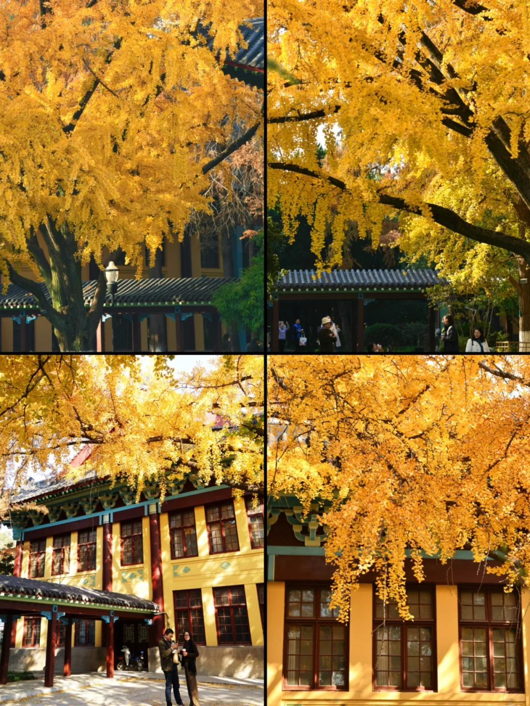 南京|11月底 不容错过的20个银杏机位推荐