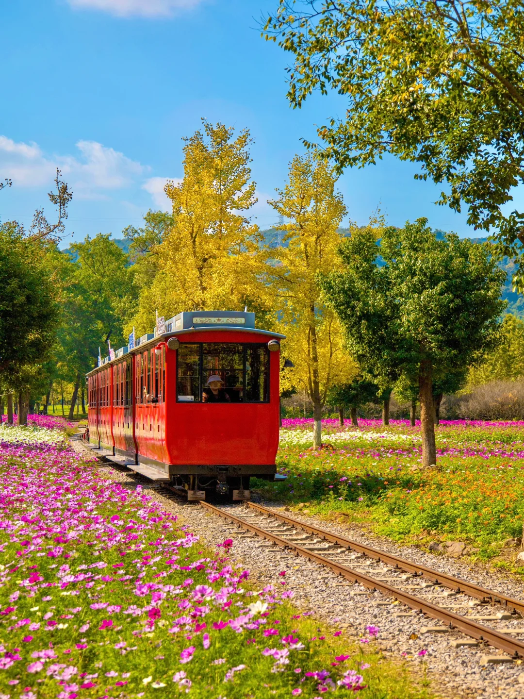 江浙沪出发1h，这个银杏村将美到next level…